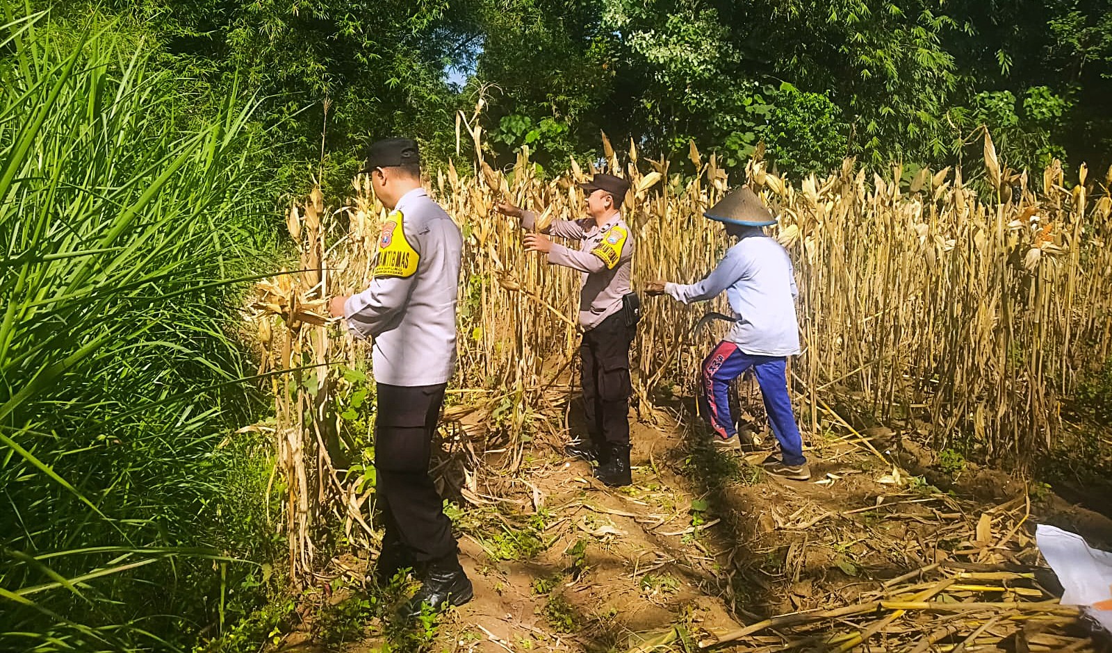 Panen Jagung, Polresta Malang Kota Perkuat Ketahanan Pangan Bersama Petani Kedungkandang