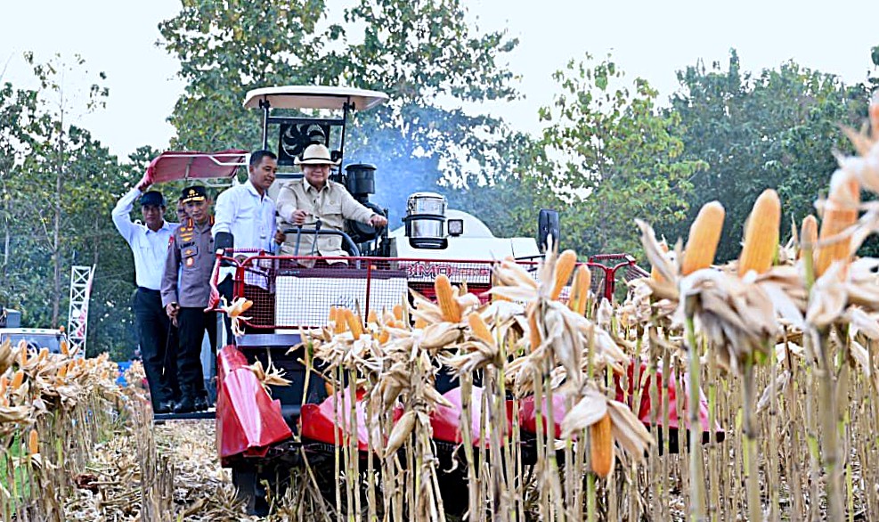 Perkuat Ketahanan Pangan Nasional, Presiden Prabowo Turun Langsung Panen Jagung di Tuban