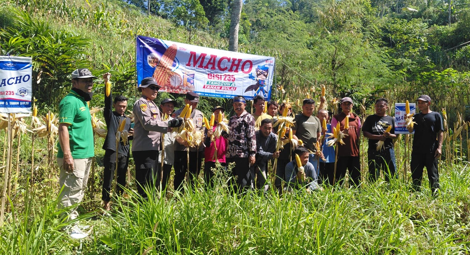 Polres Pacitan Genjot Produktivitas Jagung di Bandar, Dampingi Petani dan Evaluasi Kualitas Benih
